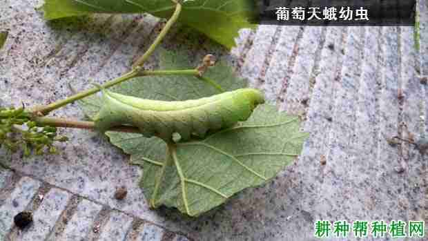 种植葡萄如何防治葡萄天蛾病害(种植葡萄如何防治葡萄天蛾害虫)